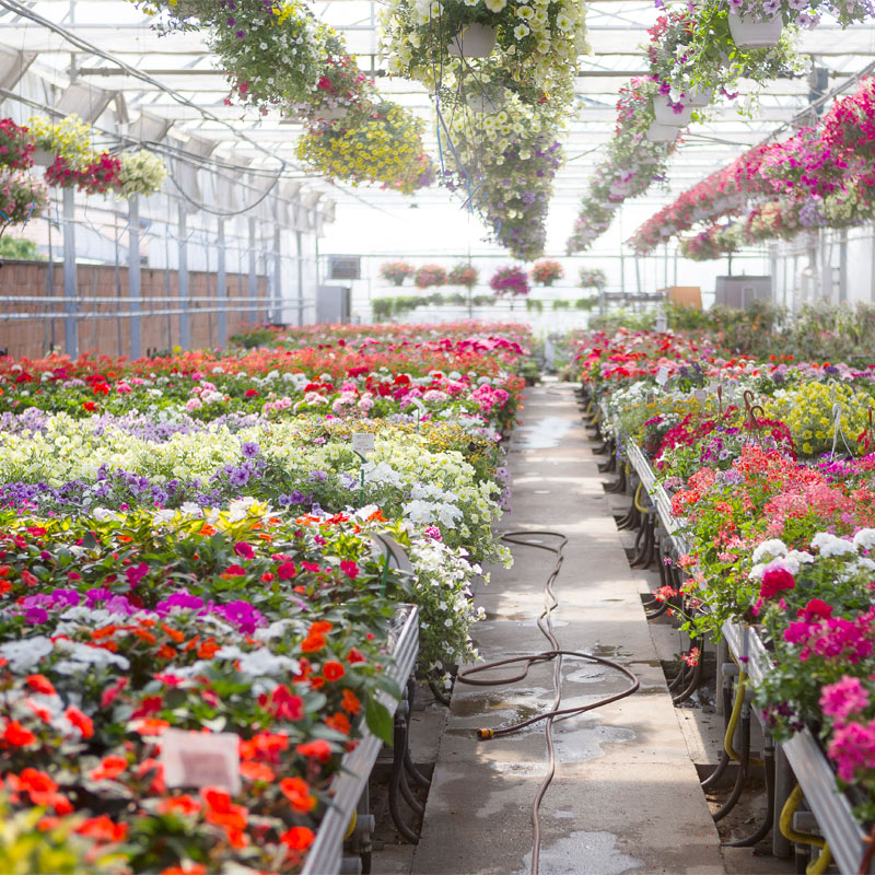Greenhouse