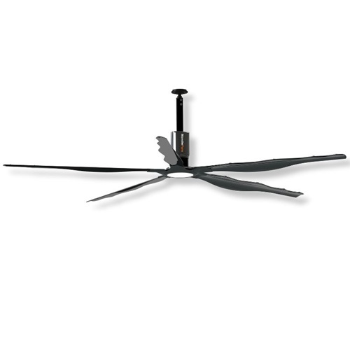 Shop Schwank Ceiling Fans
