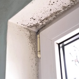 Mold buildup in window corner